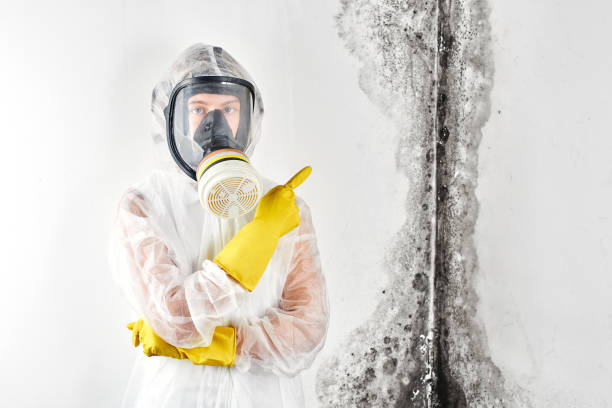 Forensic Mold Investigation in Cottonwood, ID