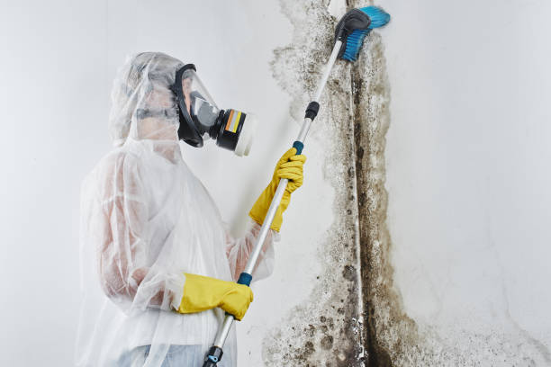 Best Mold Removal for HVAC Installations  in Cottonwood, ID